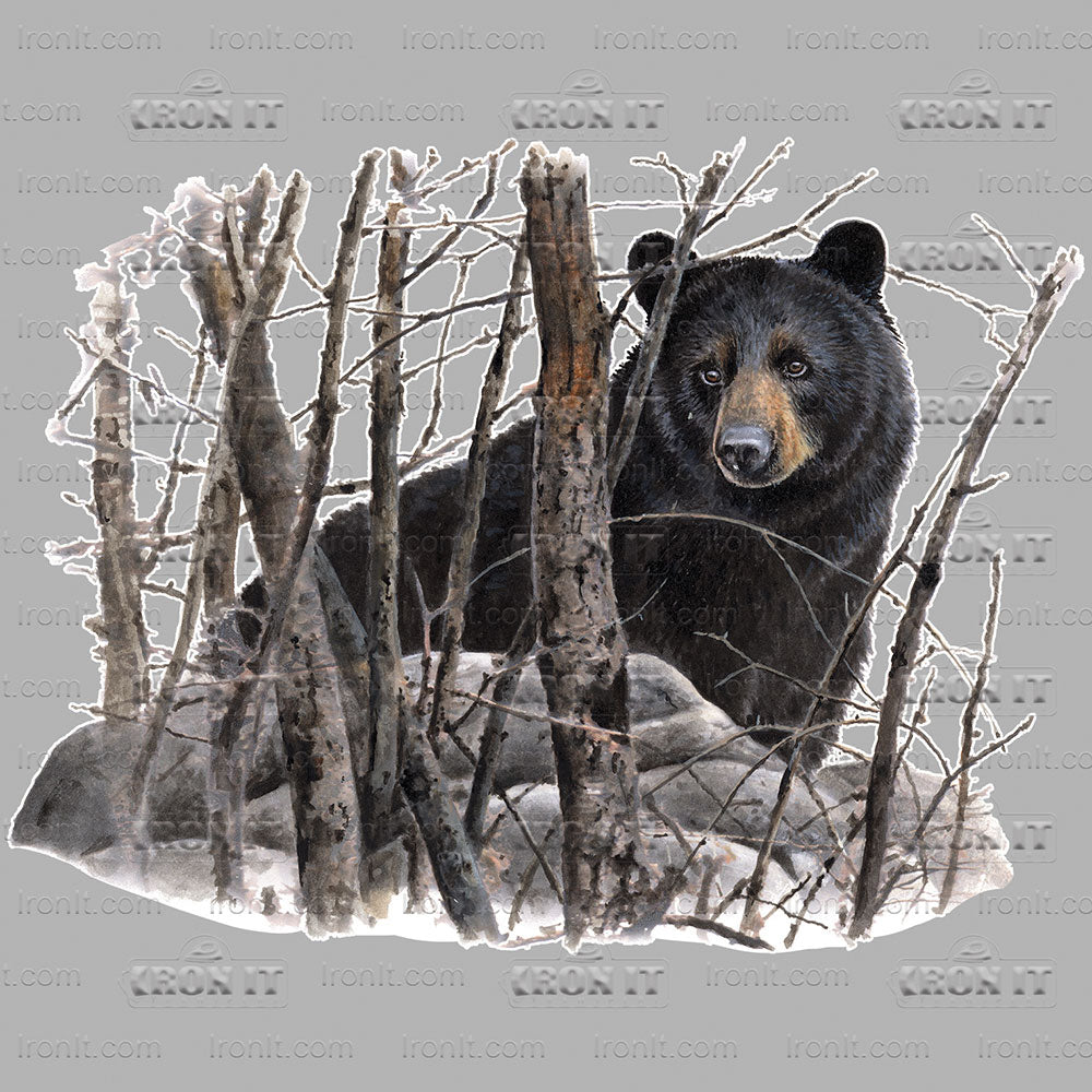 Black Bear | Wildlife Direct-To-Film Transfer