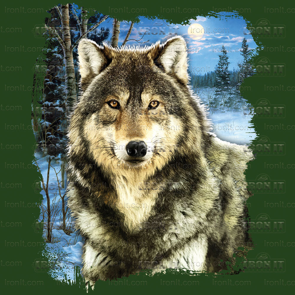 Winter Wolf | Wildlife Direct-To-Film Transfer