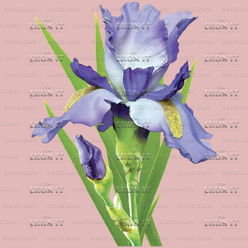 Purple Iris | Country & Floral Direct-To-Film Transfer