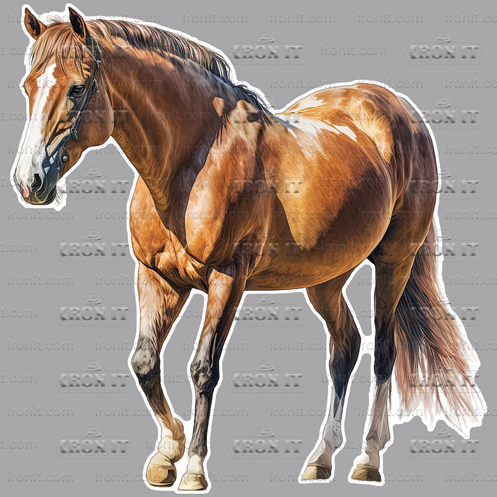 Standing Bay | Horses Direct to Film Heat Transfers