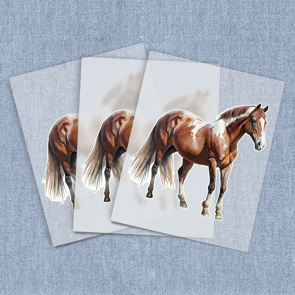 Standing Pinto | Horses DTF Heat Transfers