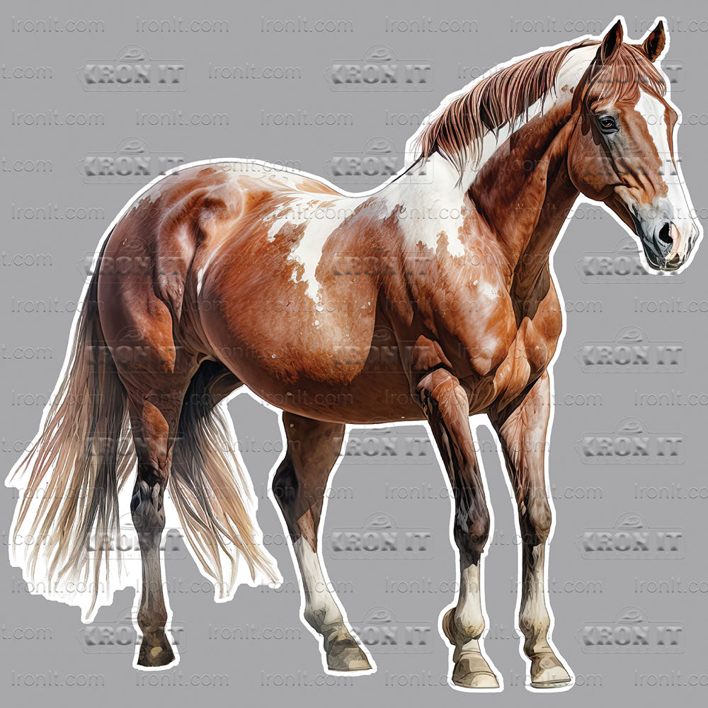 Standing Pinto | Horses Direct to Film Heat Transfers