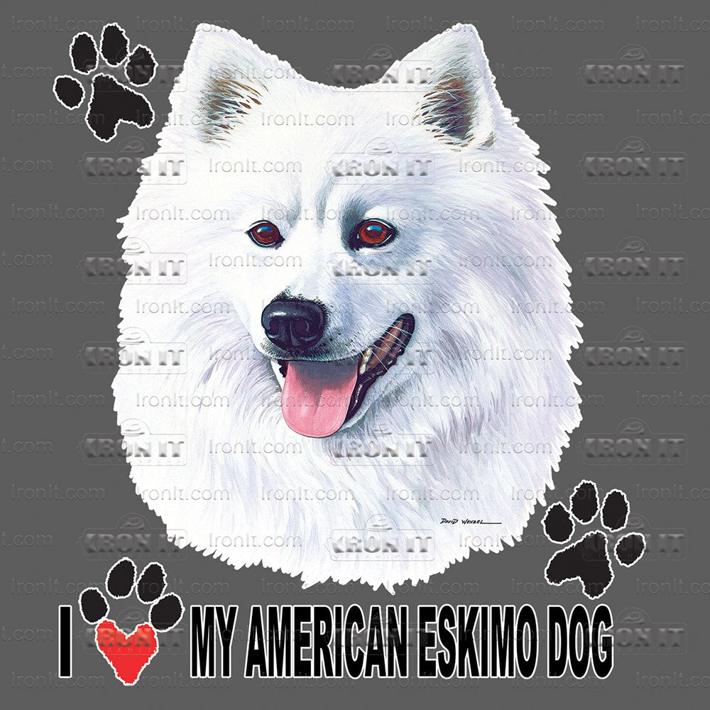 American Eskimo Dog