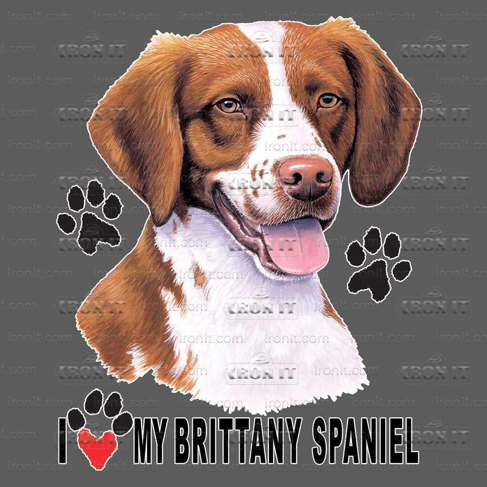 Brittany Spaniel