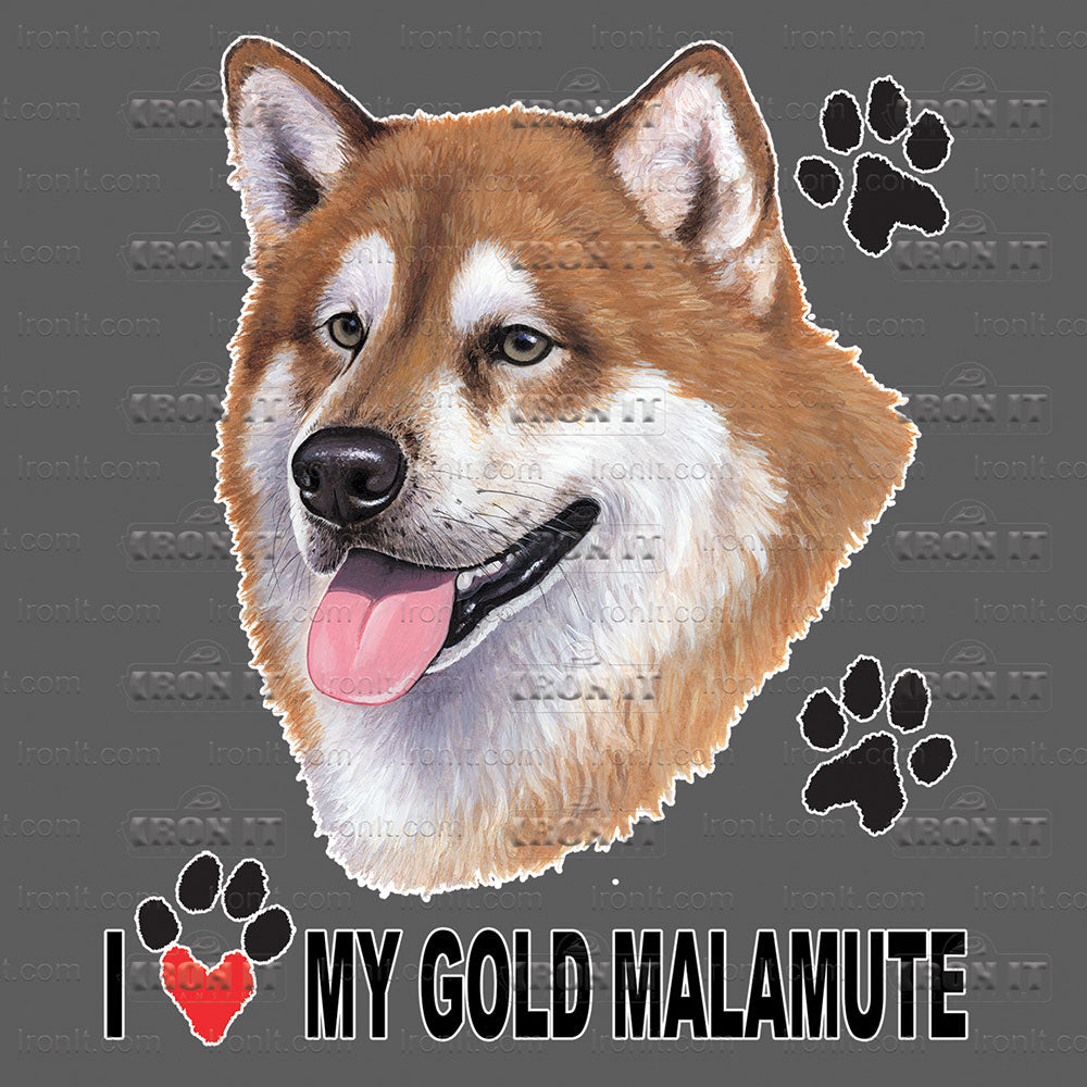Gold Malamute