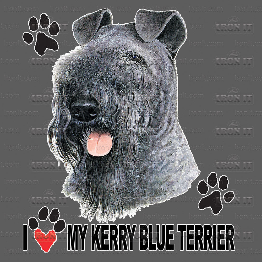 Kerry Blue Terrier
