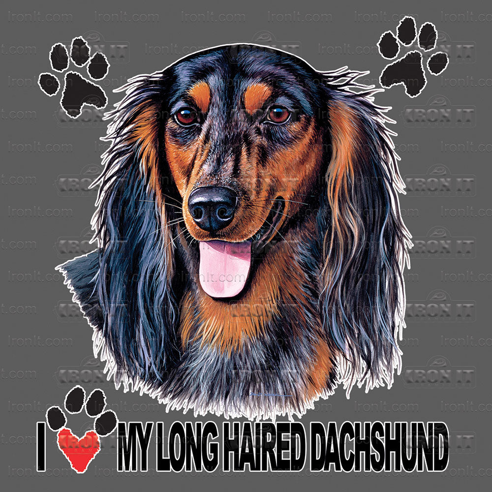 Longhaired Dachshund