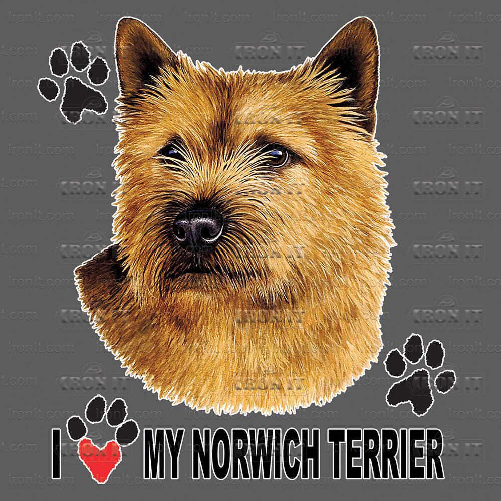 Norwich Terrier