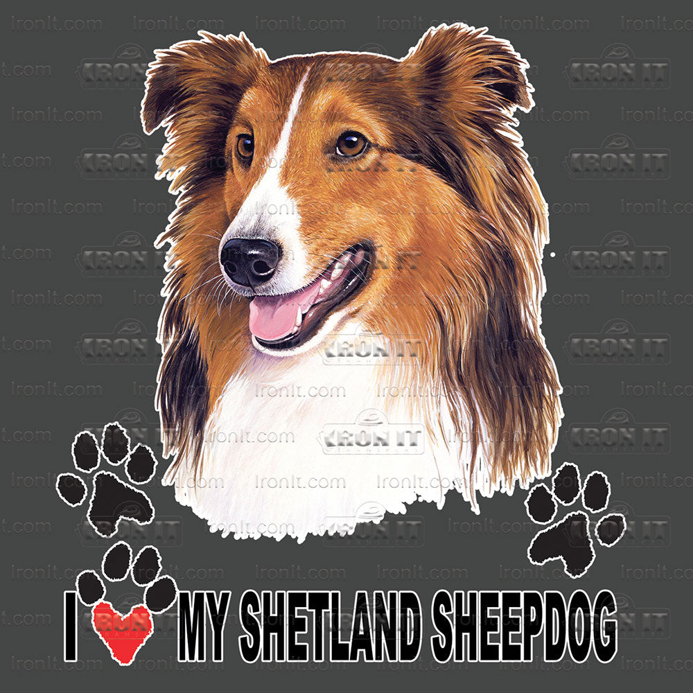 Shetland Sheepdog