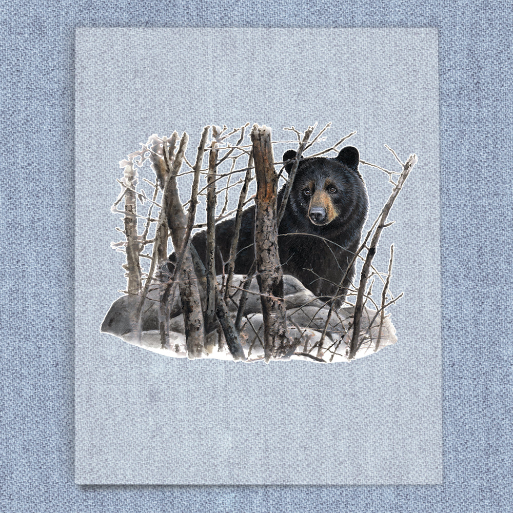 Black Bear