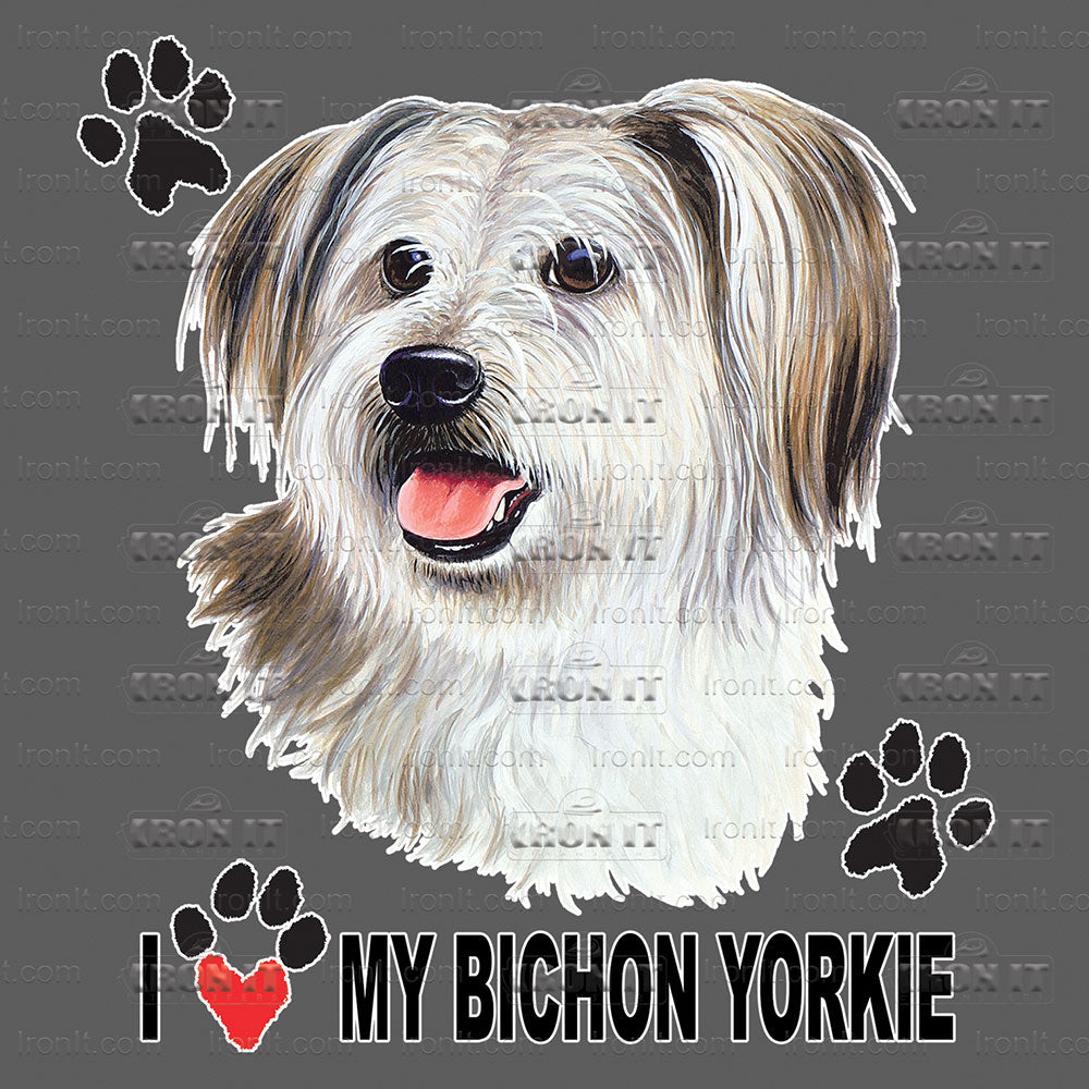 Bichon Yorkie