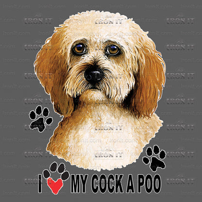 Cockapoo