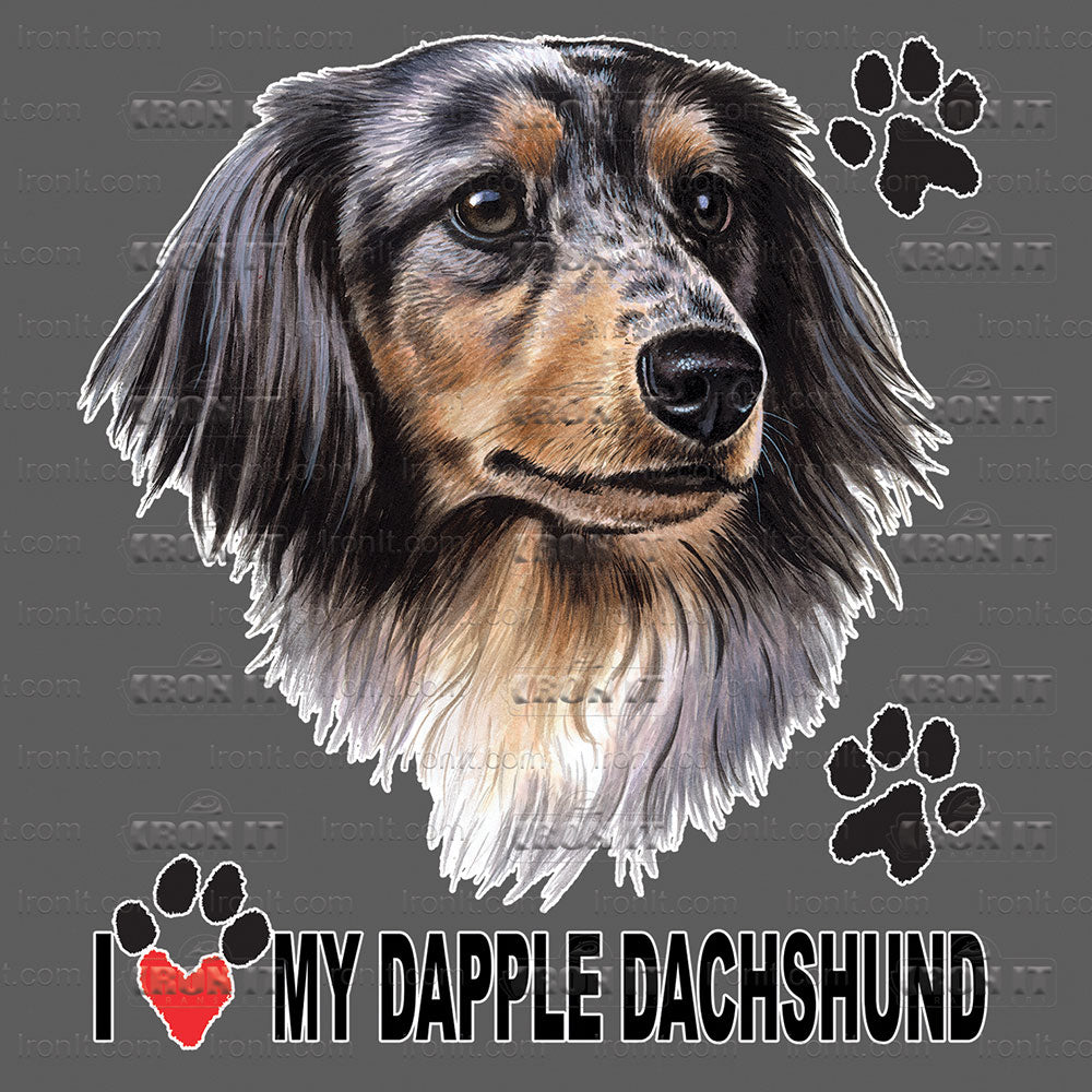 Dapple Dachshund