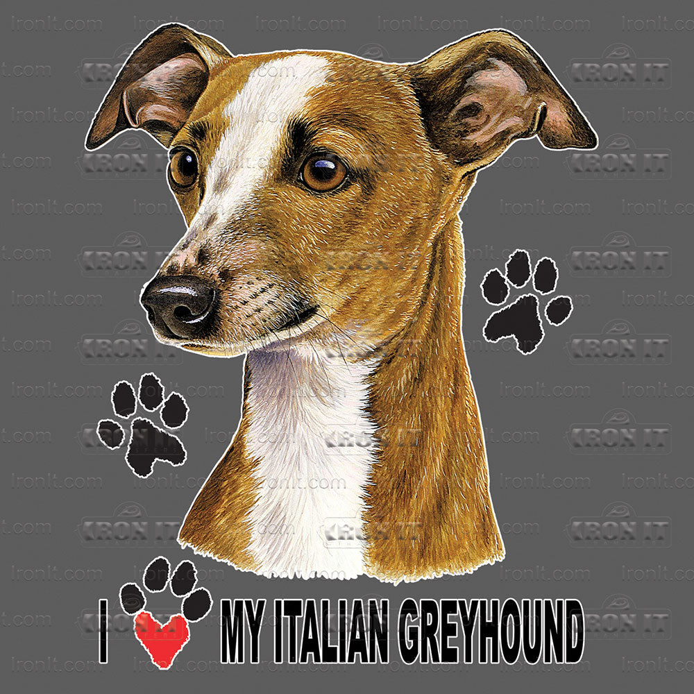 Italian Greyhound