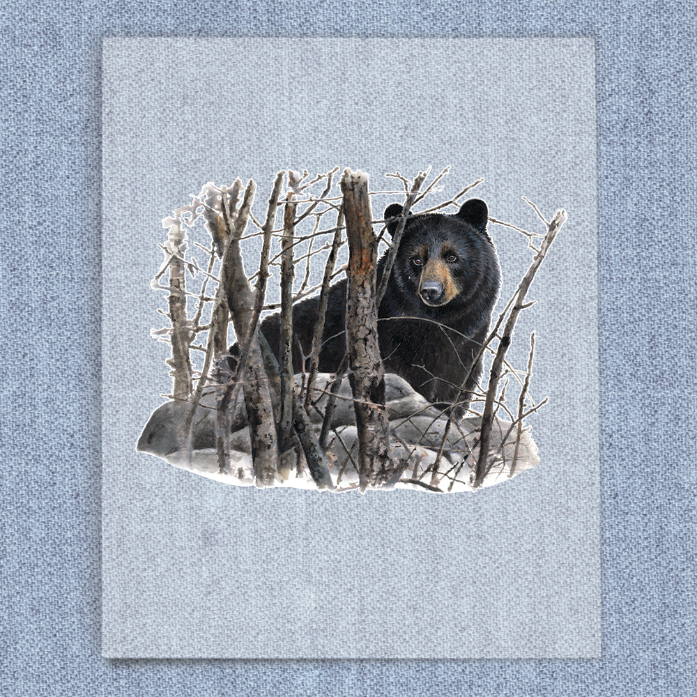 Black Bear