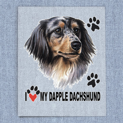 Dapple Dachshund