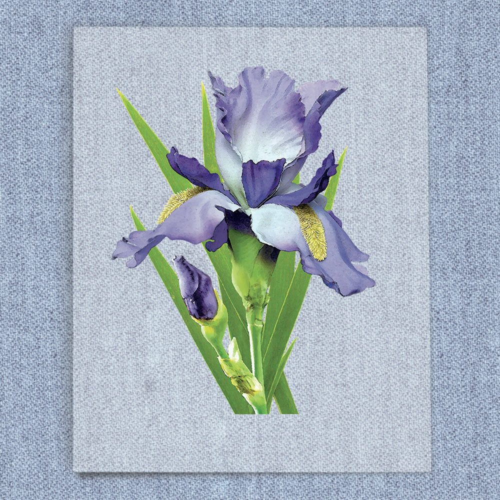 Purple Iris